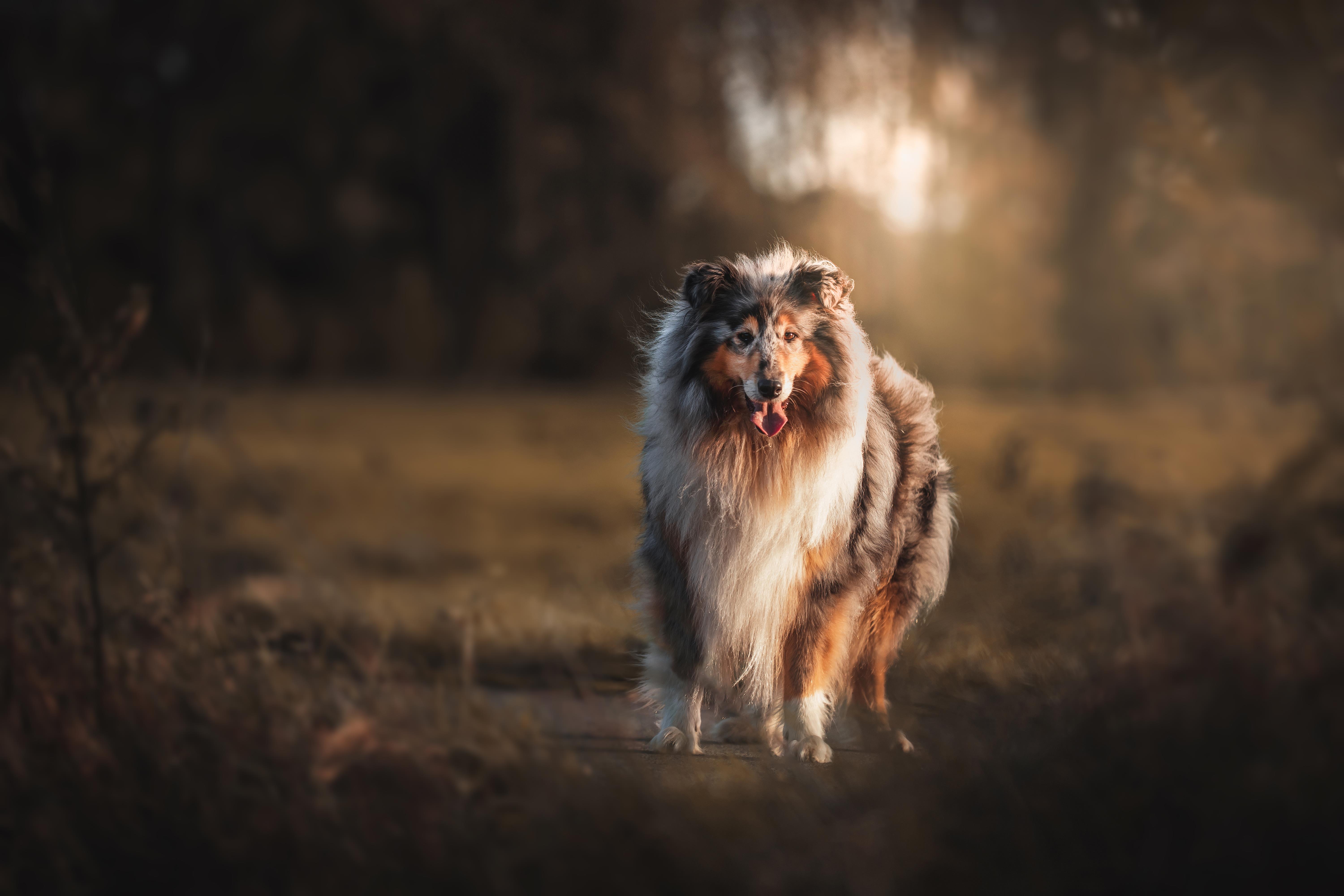 Sheltie_009