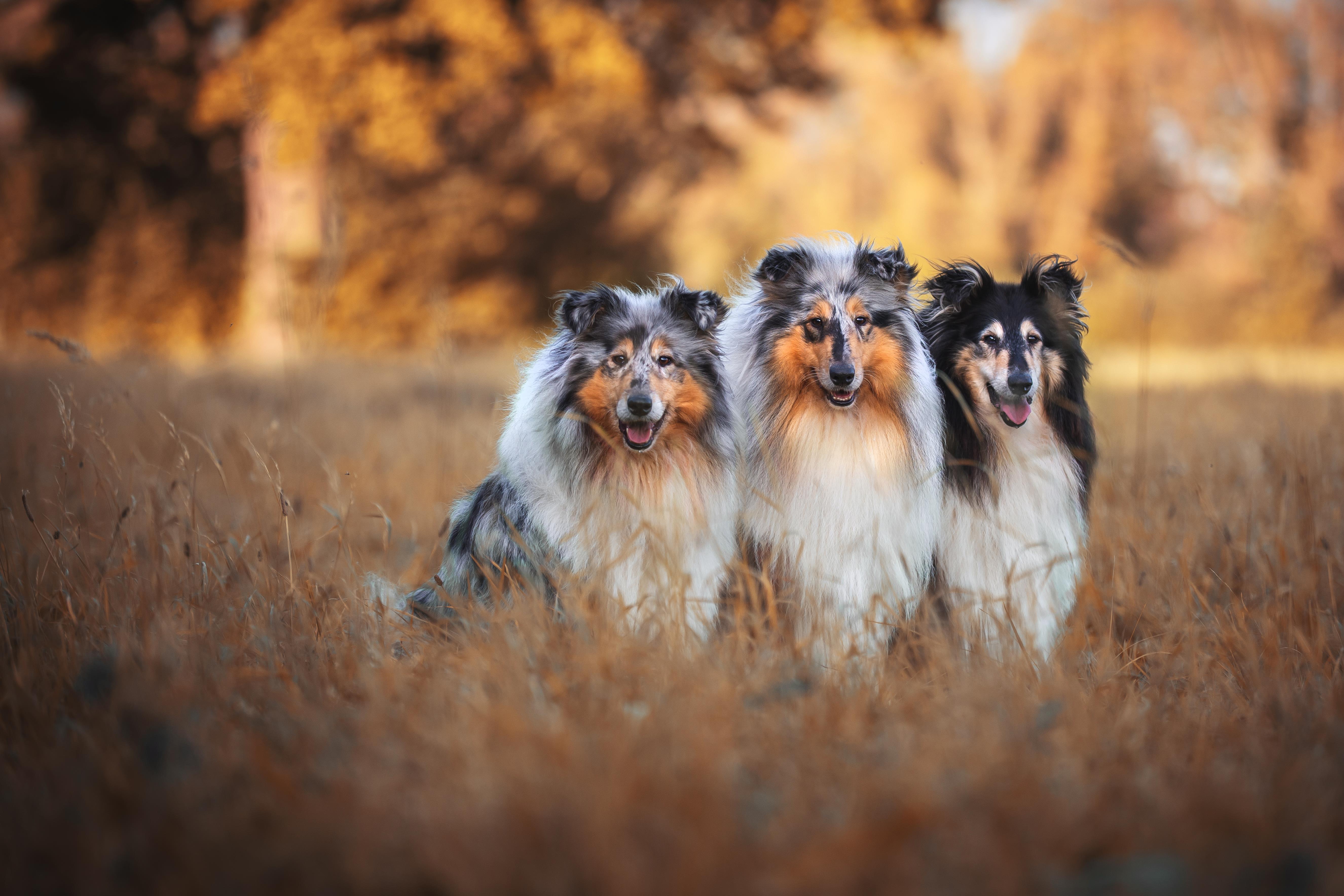 Sheltie_008